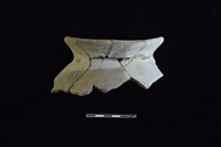 藏品(陶罐)的圖片